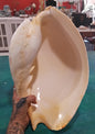 Large Umbilicate Shell Natural 14.5"x9"x5.5" – Coastal Display Accent