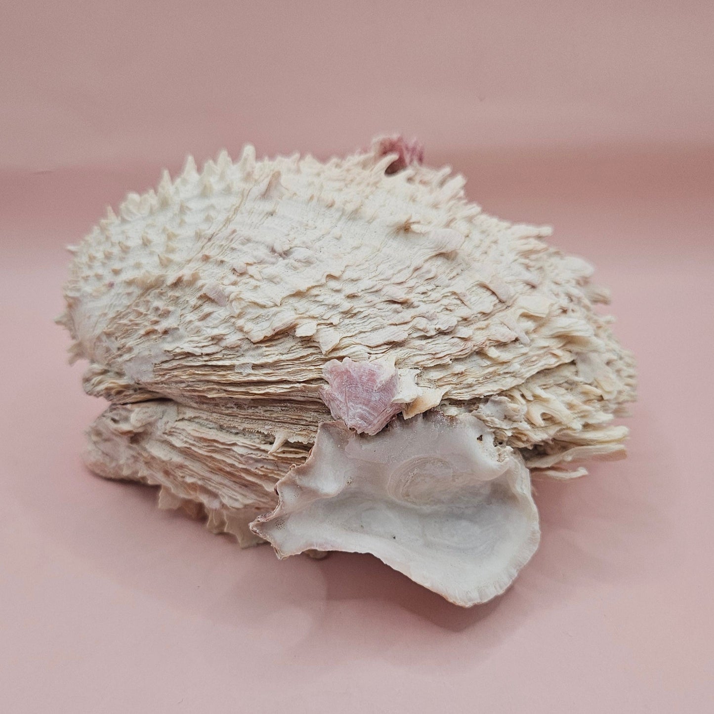 6" Spondylus Shell  – Layered Coastal Display Spiny Thorny Oyster