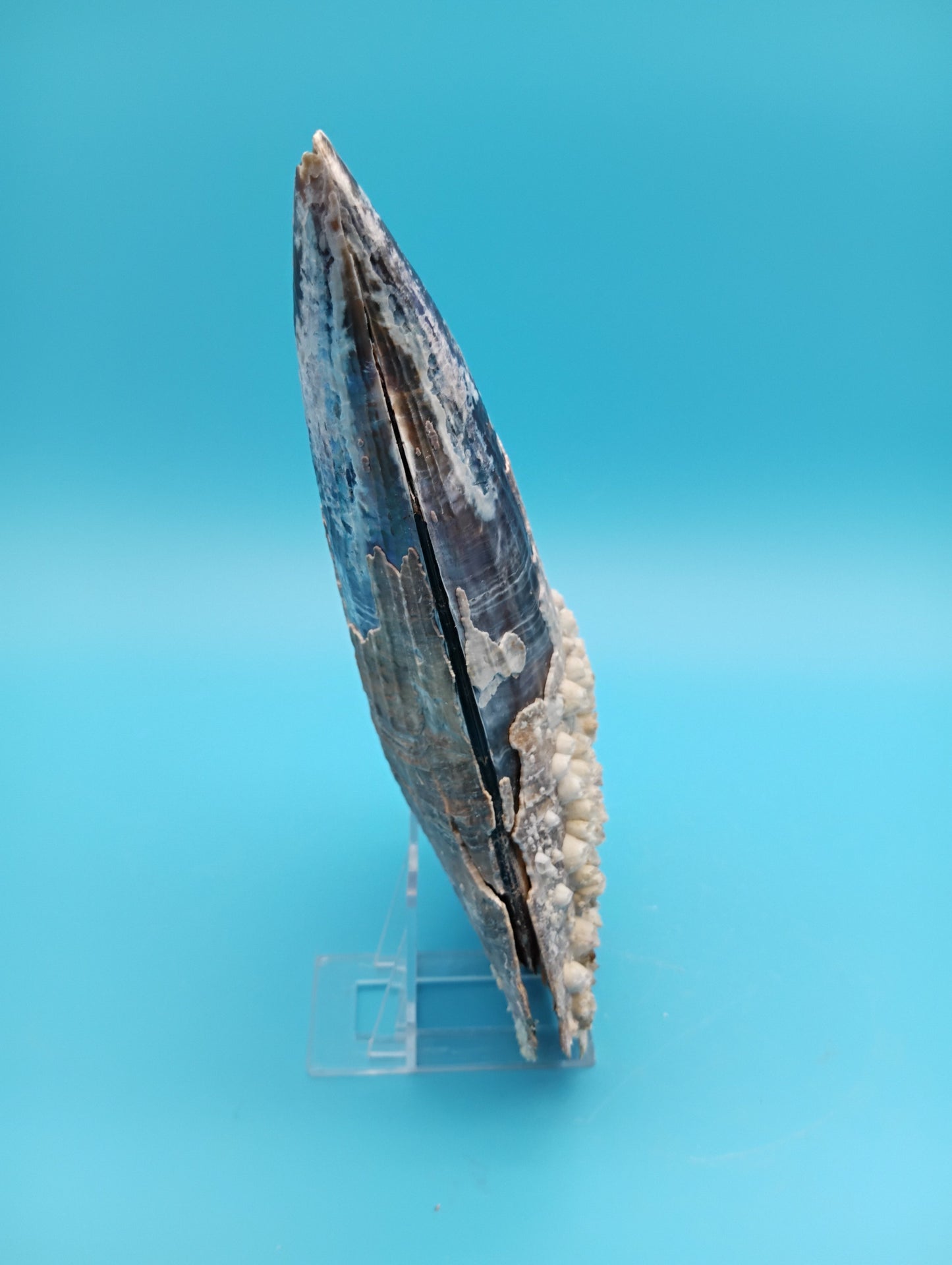 Barnacle Encrusted Rigid Pen Shell Display – Atrina rigida Approx. 8.4"