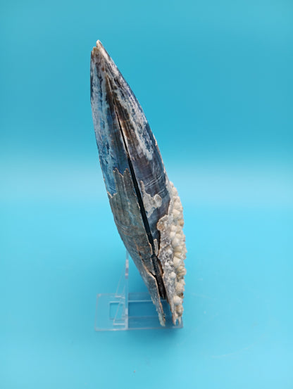 Barnacle Encrusted Rigid Pen Shell Display – Atrina rigida Approx. 8.4"