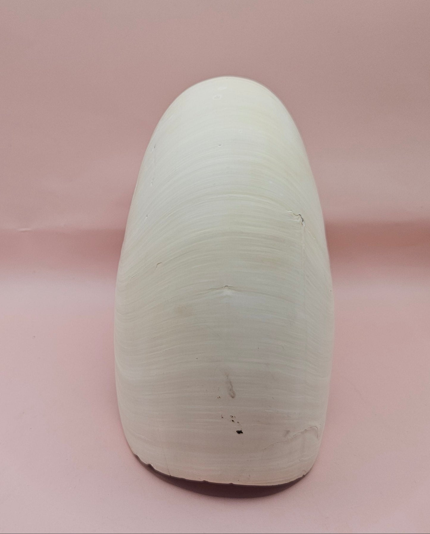 Tiger Nautilus Shell – Striking Natural Ocean Decor (8")