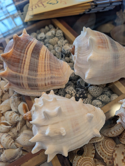 West Indies Crown Conch Shell (Melongena melongena)