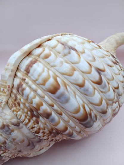 Pacific Triton Shell – 11" x 4.5" x 6.5" – Coastal Nautical Accent
