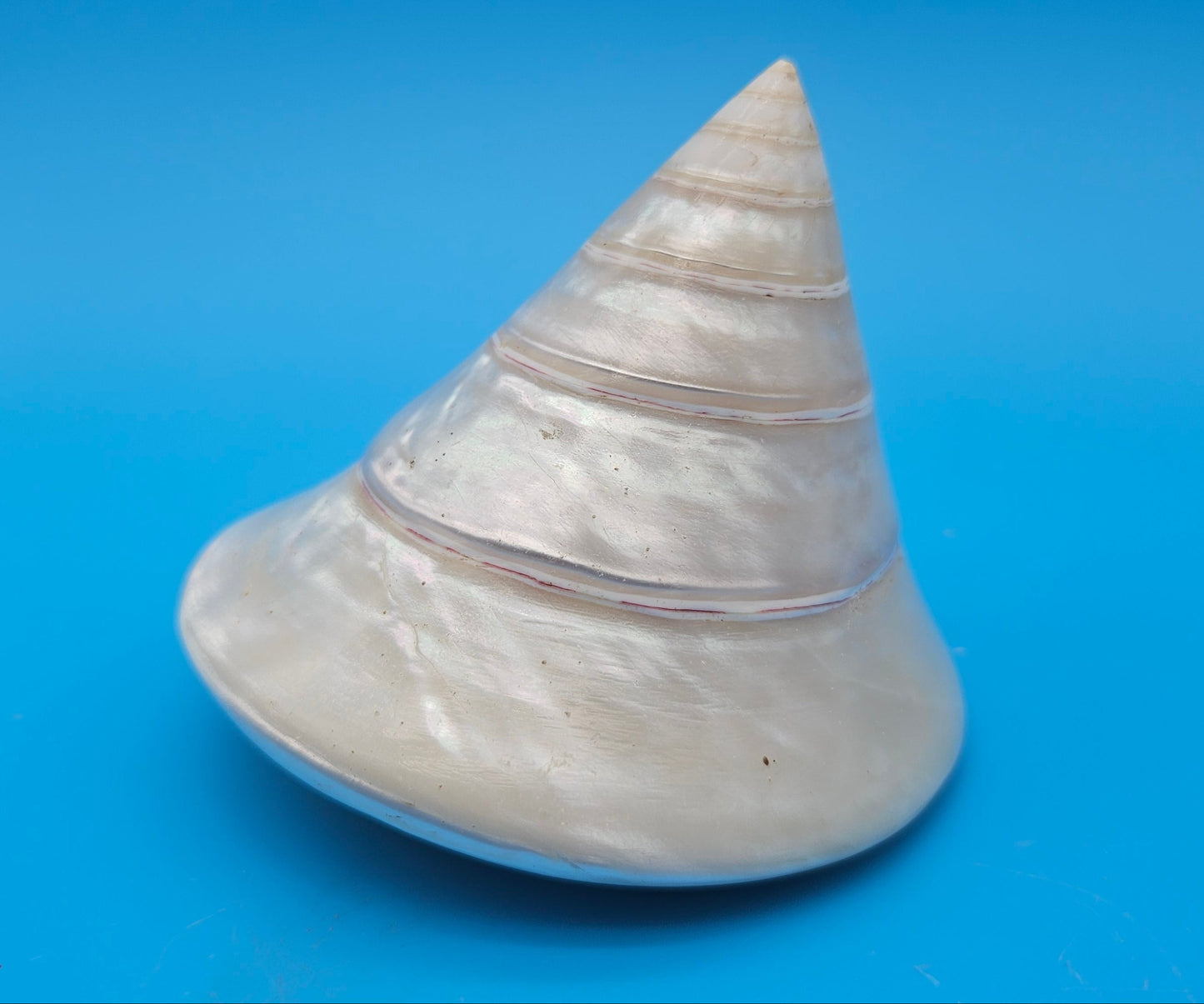 Pearled Trochus Niloticus Shell 3.9" Polished Spiral Display Shell with Iridescent Finish