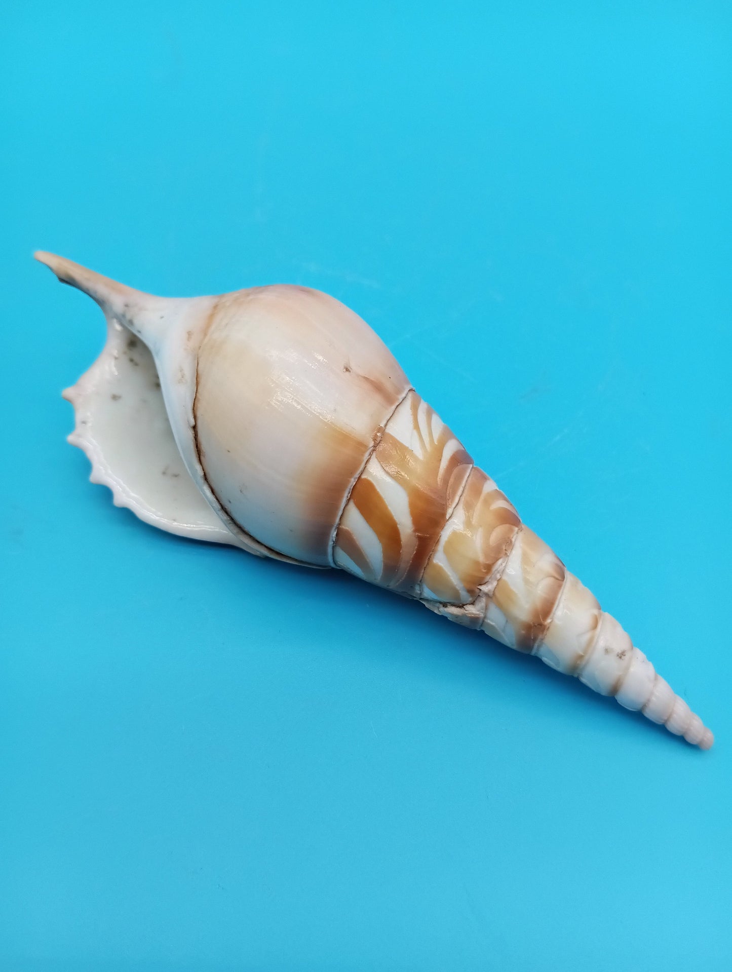 Carved Tibia Shell with Lighthouse Scene – 4.7"