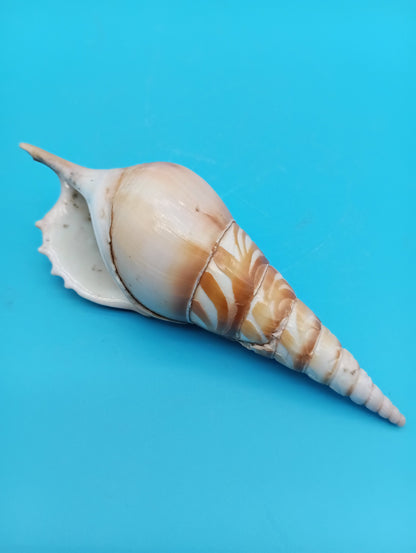 Carved Tibia Shell with Lighthouse Scene – 4.7"