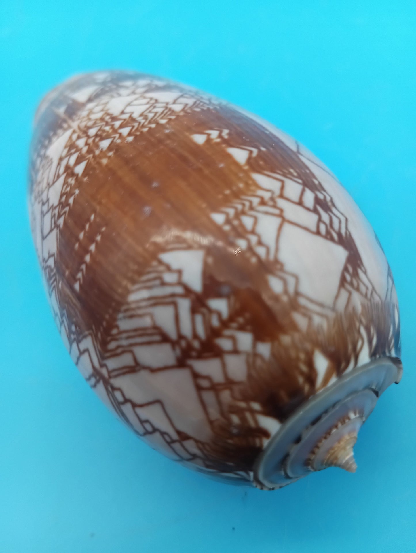 Tent Olive - Oliva Porphyria 3.7"