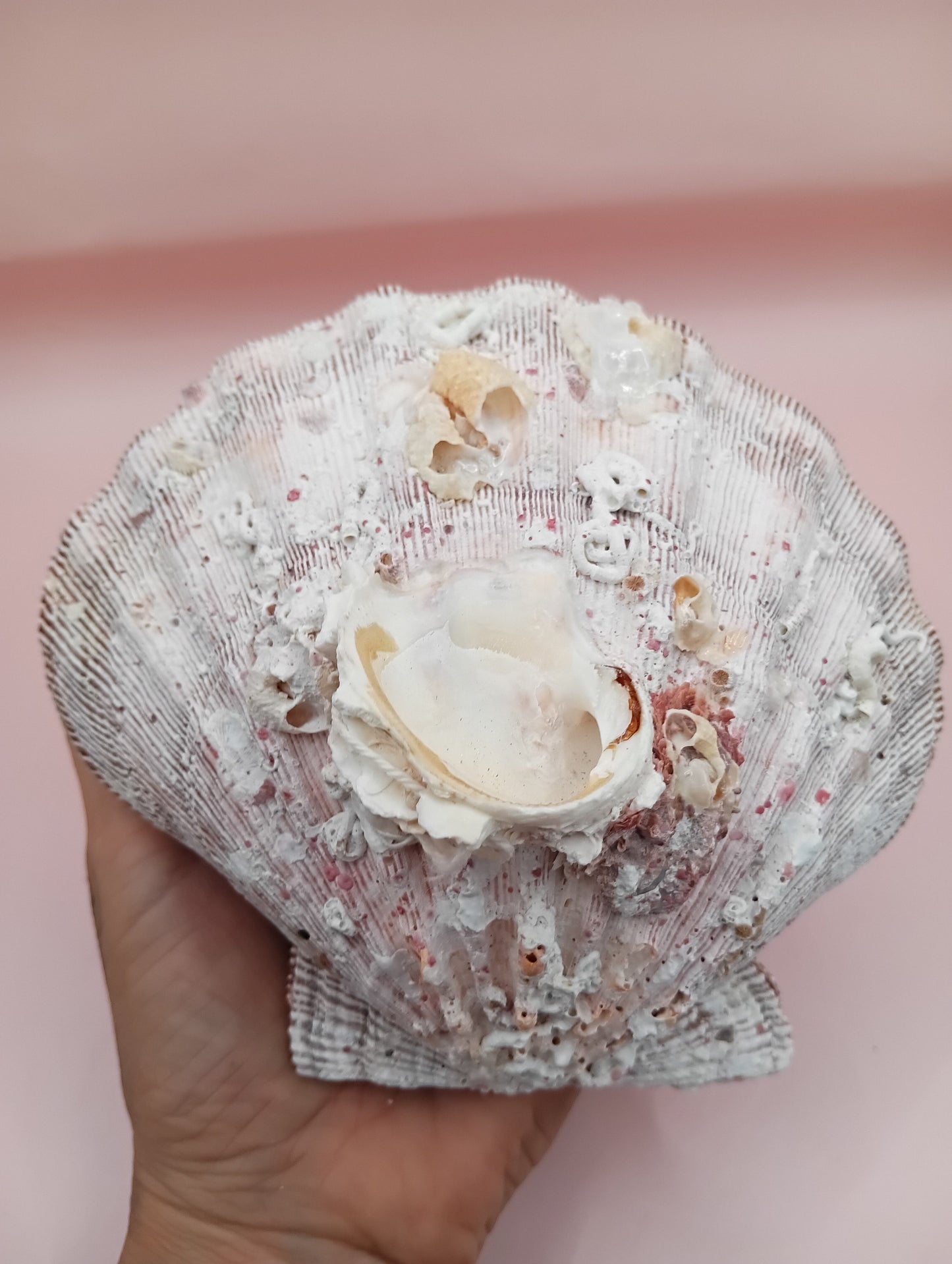 Natural Lion's Paw Seashell Pair – 5.9" x 5.3" – Barnacle-Encrusted Coastal Display