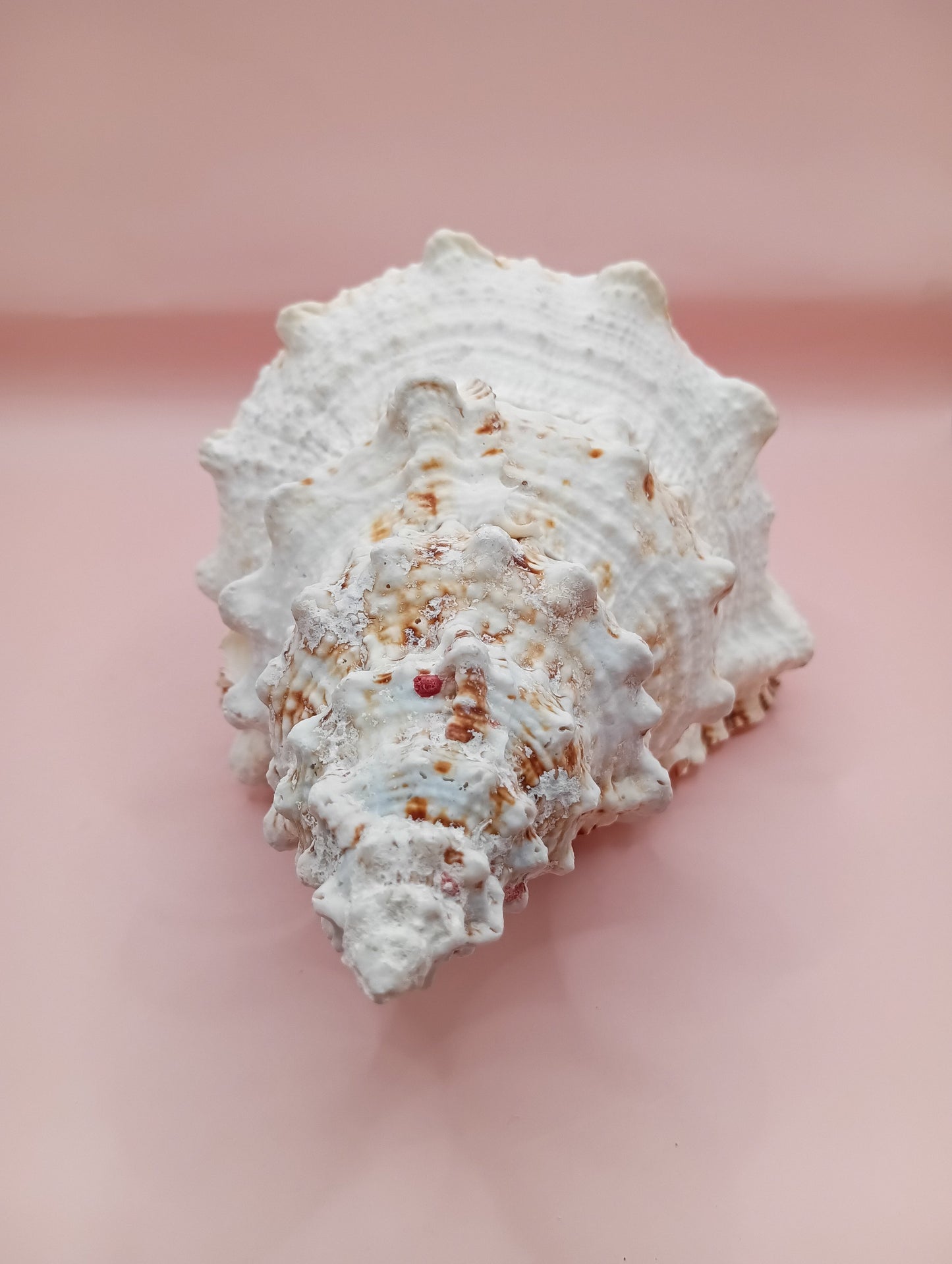 Large Frog Conch Shell 9.75 Bursa Bulba Tutufa bubo