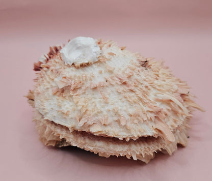 Spiny Spondylus Shell 5" Pink and Ivory Display Shell Coastal Decor