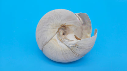 Rare Pleurotomaria hirasei Deep Sea Display Shell with Operculum – 3" Nautical Home Decor