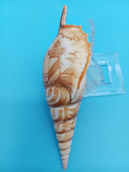 Carved Tibia Shell with Lighthouse Scene – 4.7"