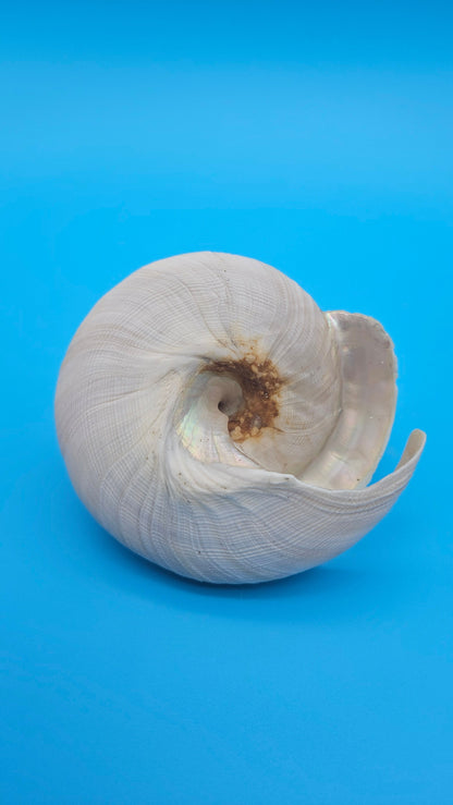 Rare Pleurotomaria hirasei Deep Sea Display Shell with Operculum – 3.9" Nautical Home Decor
