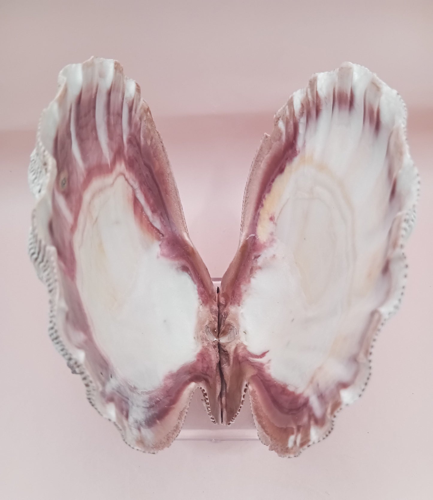 Natural Lion's Paw Seashell Pair – 5.0" x 5.2" – Coastal Display Accent