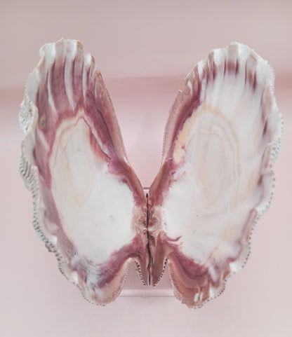 Natural Lion's Paw Seashell Pair – 5.0" x 5.2" – Coastal Display Accent