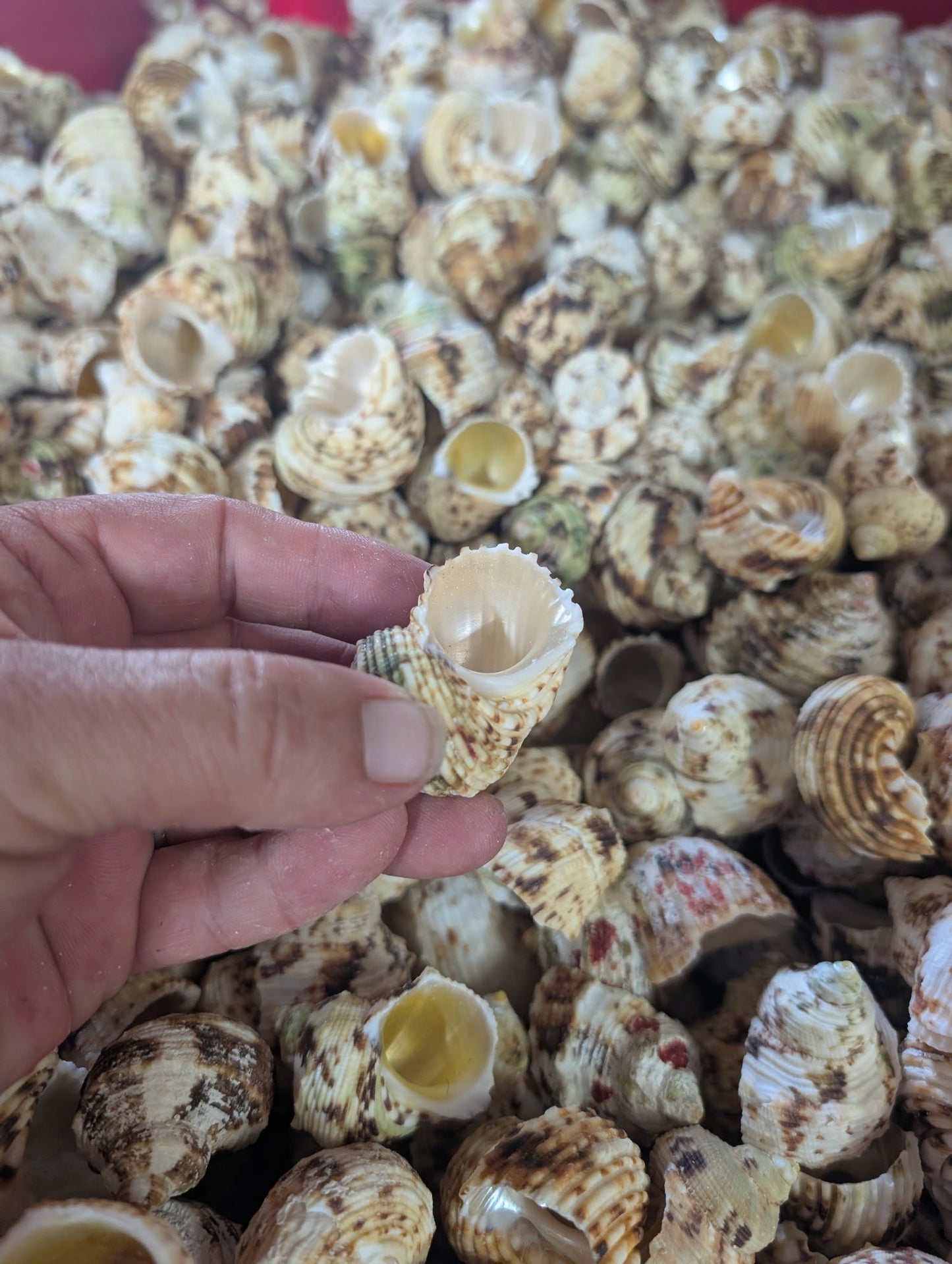 NEW Gold and Silver Mouth Turban Shells (Turbo Chrysostomus & Argyrostoma)