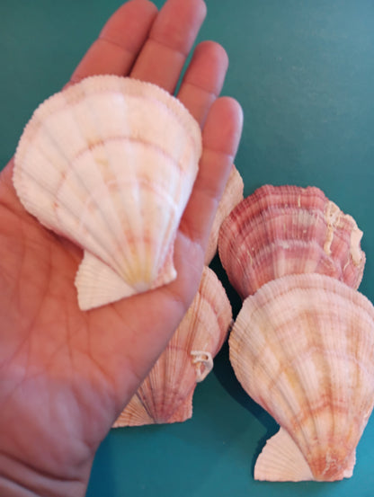Swiftopecten Swiftii Pectin Scallop Shell