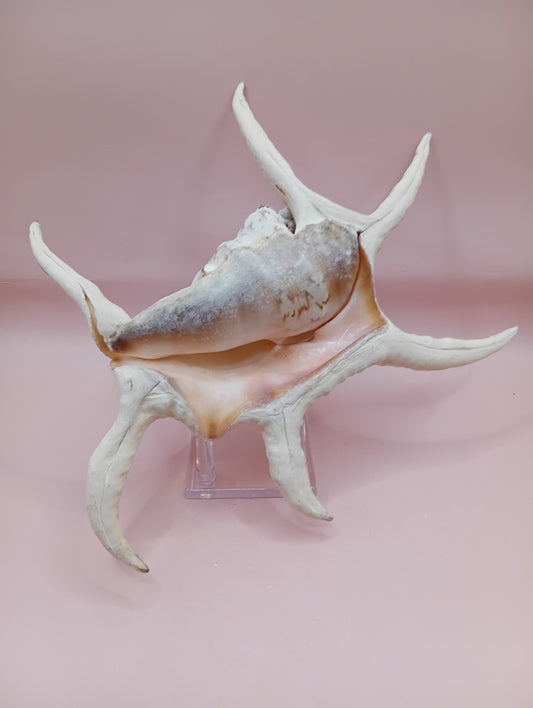 Lambis Chiragra Harpago Spider Conch Shell 9" | Coastal Display Specimen