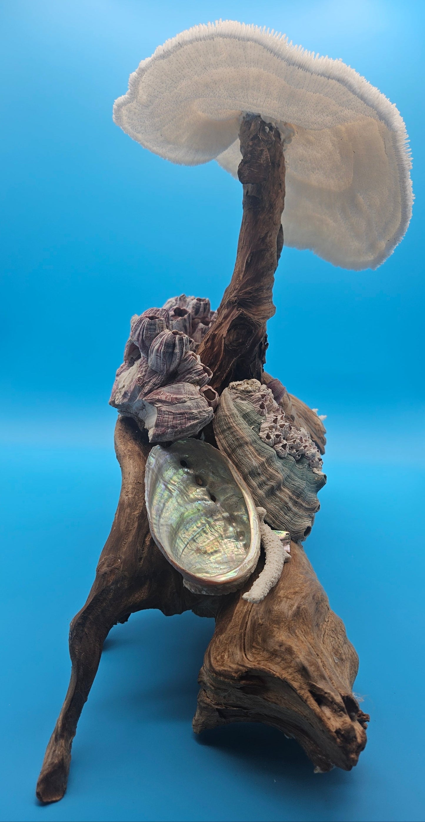 Coral, Abalone & Barnacle Sculpture on Grapevine Wood – 20" x 6.5" x 15.5"