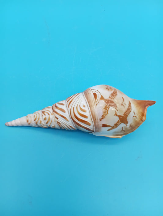 Carved Tibia Shell with Seagull Scene – 4.7"