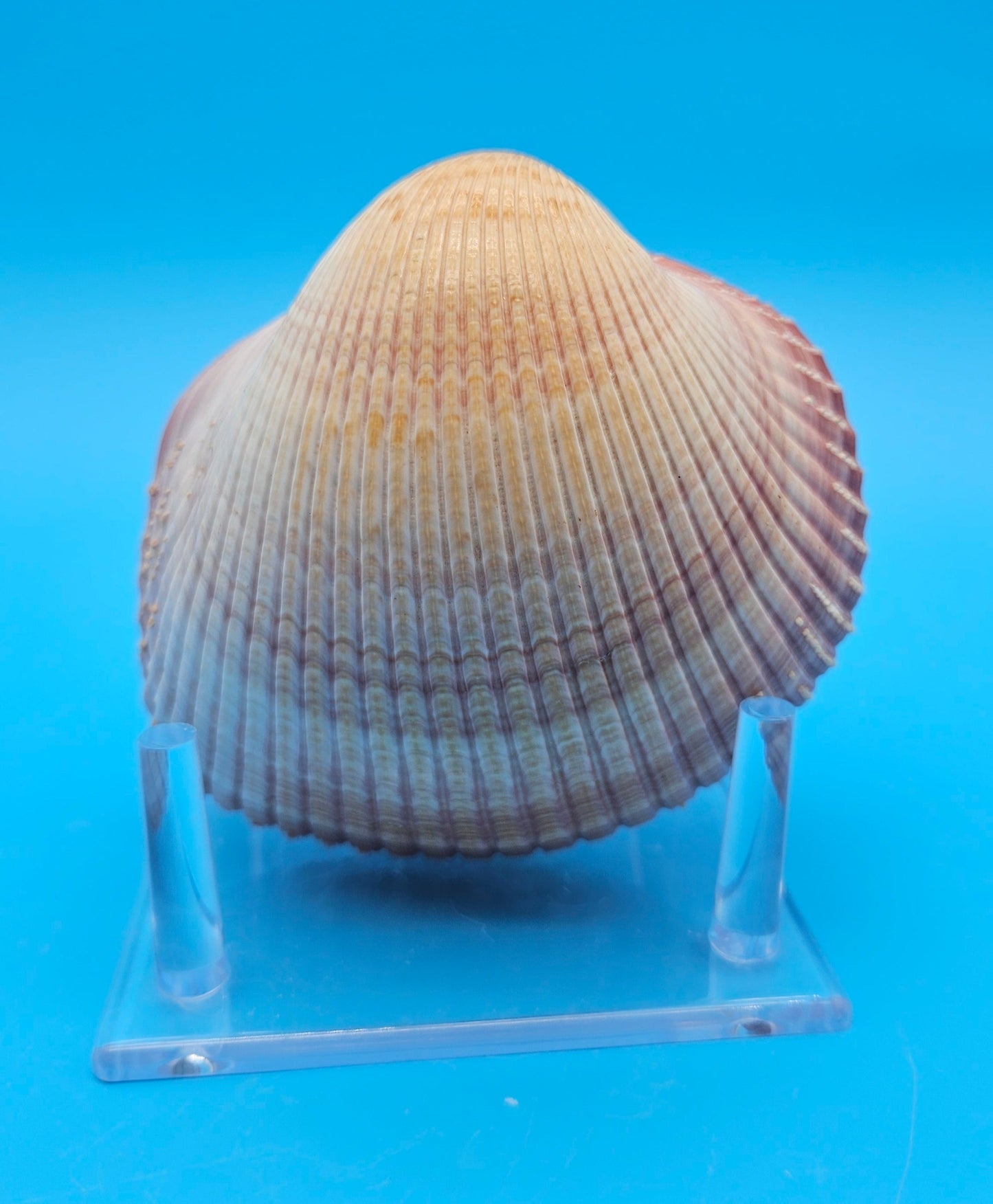 Pink Heart Cockle Display Shell – Premium Coastal Home Decor Specimen 4.8" (Maoricardium pseudolim)