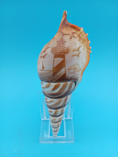 Carved Tibia Shell with Lighthouse Scene – 5"