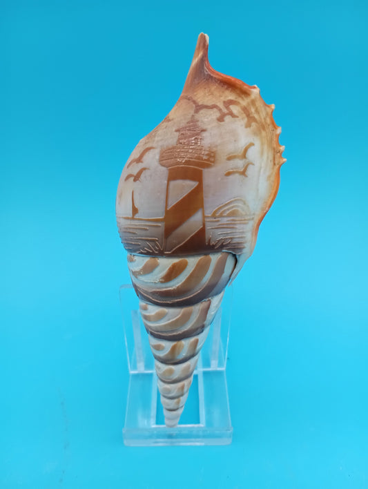 Carved Tibia Shell with Lighthouse Scene – 5"