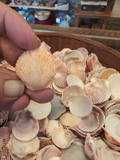 Baby Beach Collected Scallops Shells