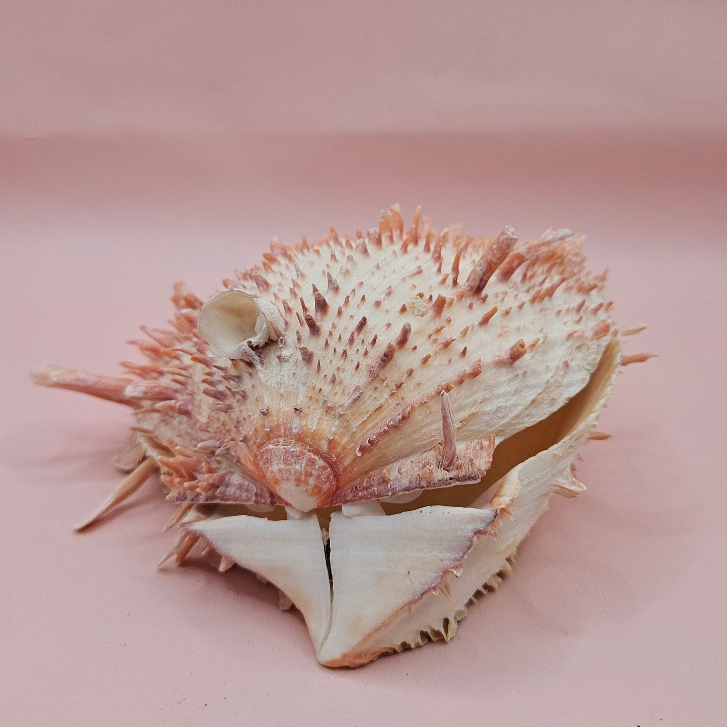 Large Spiny Oyster Spondylus Shell – 5.3" Wide Coastal Display Shell with Barnacle Detail