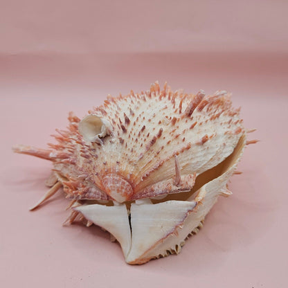 Large Spiny Oyster Spondylus Shell – 5.3" Wide Coastal Display Shell with Barnacle Detail
