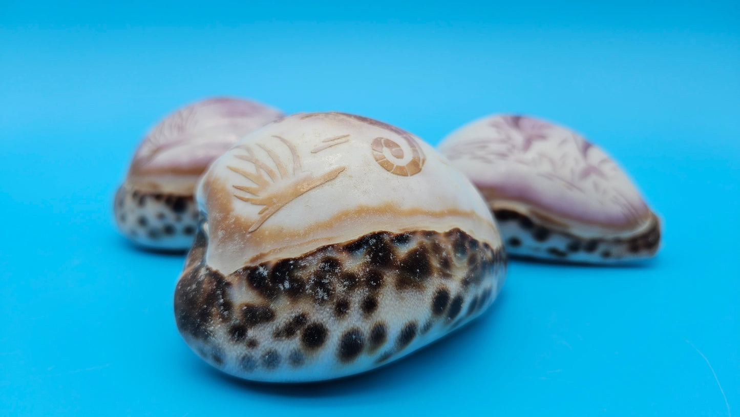 Carved Cowrie Shell Display 3.5" – Dolphin, Seahorse, or Shrimp Design Options