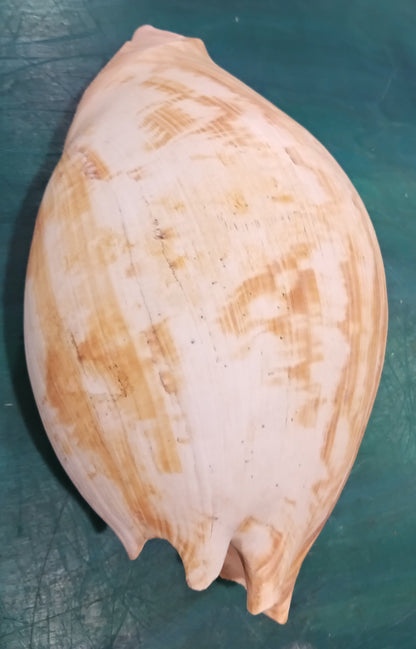Large Umbilicate Shell Natural 14.5"x9"x5.5" – Coastal Display Accent