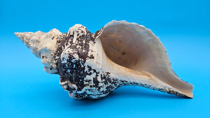 Horse Conch Shell 11.75" Triplofusus giganteus Dark Textured Coastal Display