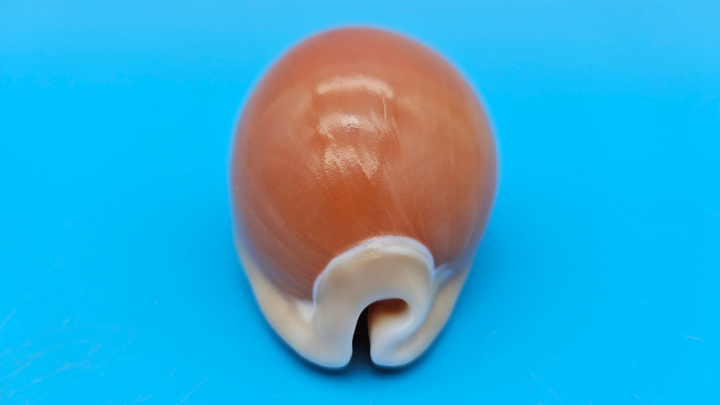 Golden Cowrie Shell – Lyncina aurantium – 3.2" Display Seashell