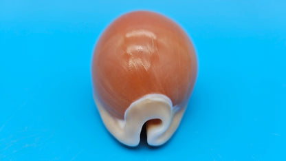 Golden Cowrie Shell – Lyncina aurantium – 3.2" Display Seashell