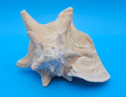 Queen Conch Shell - 6.5" Non Pierced Natural Coastal Home Décor Accent (Strombus Gigas)