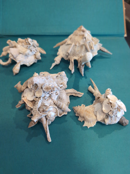 Carrier Shell (Xenophora)