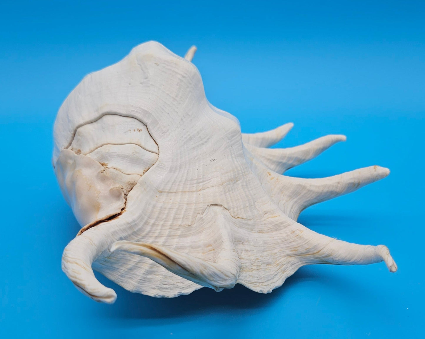 Extra Large Mutant Lambis Truncata Display Shell – Premium Coastal Home Decor Specimen (Lambis truncata)