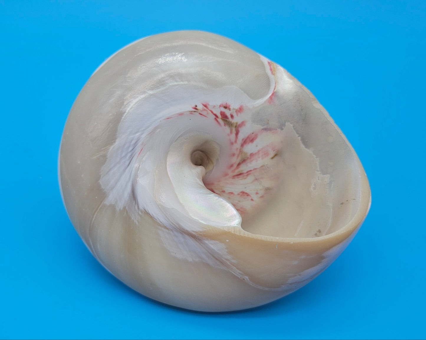 Pearled Trochus Niloticus Shell 4" Polished Spiral Display Shell with Iridescent Finish