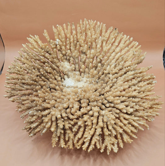 Natural Table- Special Coral 10.5"