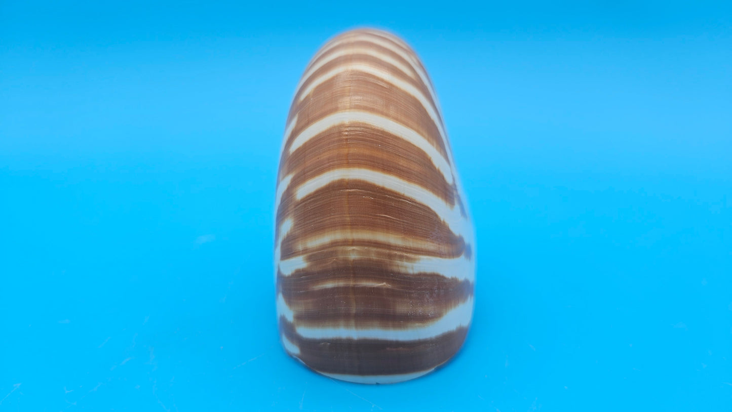 Chambered Tiger Nautilus Shell – Striking Natural Ocean Decor 3.7" Nautilus pompilius
