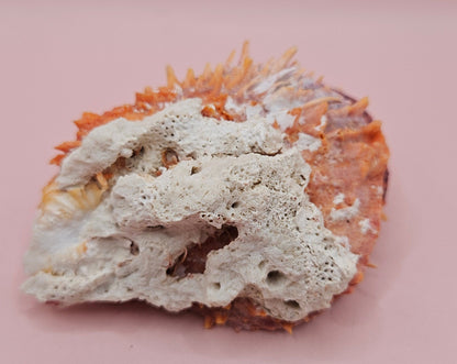 Spiny Spondylus Shell with Coral Encrustation – 3.5" Ocean Display Decor