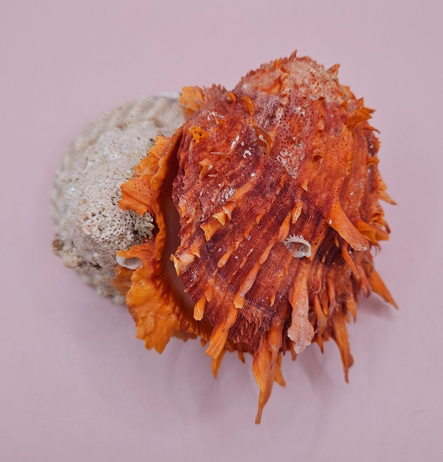 Princeps Spondylus Spiny Oyster Shell with Attached Undosa Astraea – Natural Ocean Display 6x5x4
