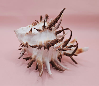 Black Murex Endive Shell with Long Spines – 4.2" Display Shell Coastal Decor