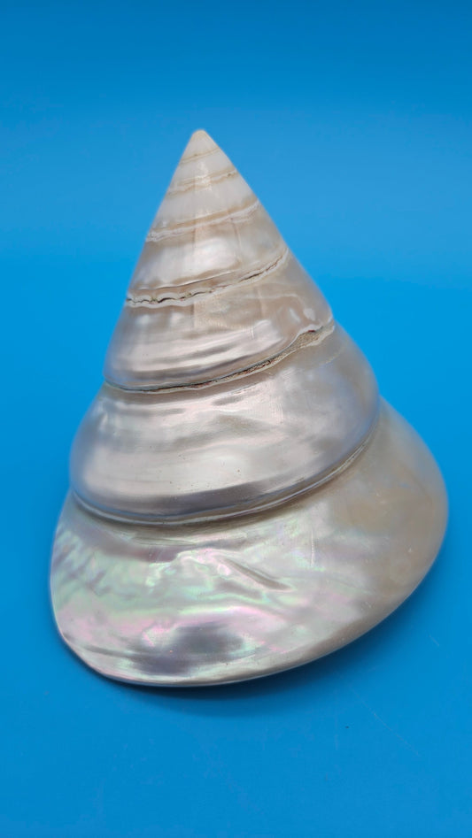 Pearled Trochus Niloticus Shell 4" Polished Spiral Display Shell with Iridescent Finish