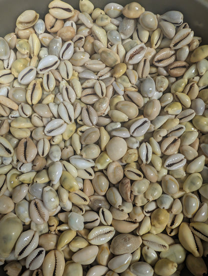 Mixed Cowrie Shells