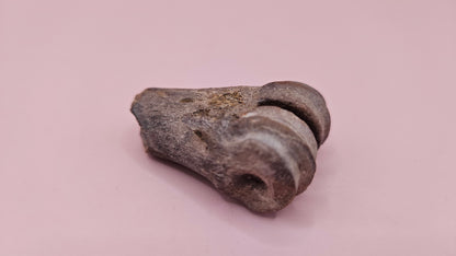 Ice Age Fossil Bone | Distal Cannon Bone from Prehistoric Deer or Horse