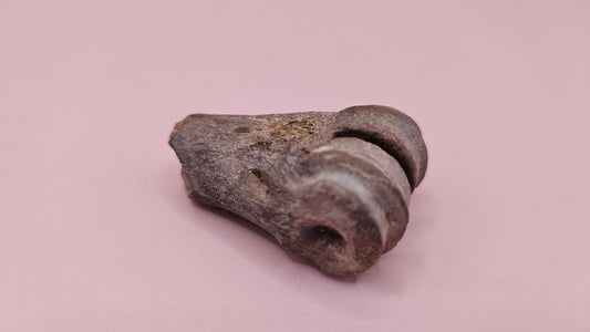 Ice Age Fossil Bone | Distal Cannon Bone from Prehistoric Deer or Horse