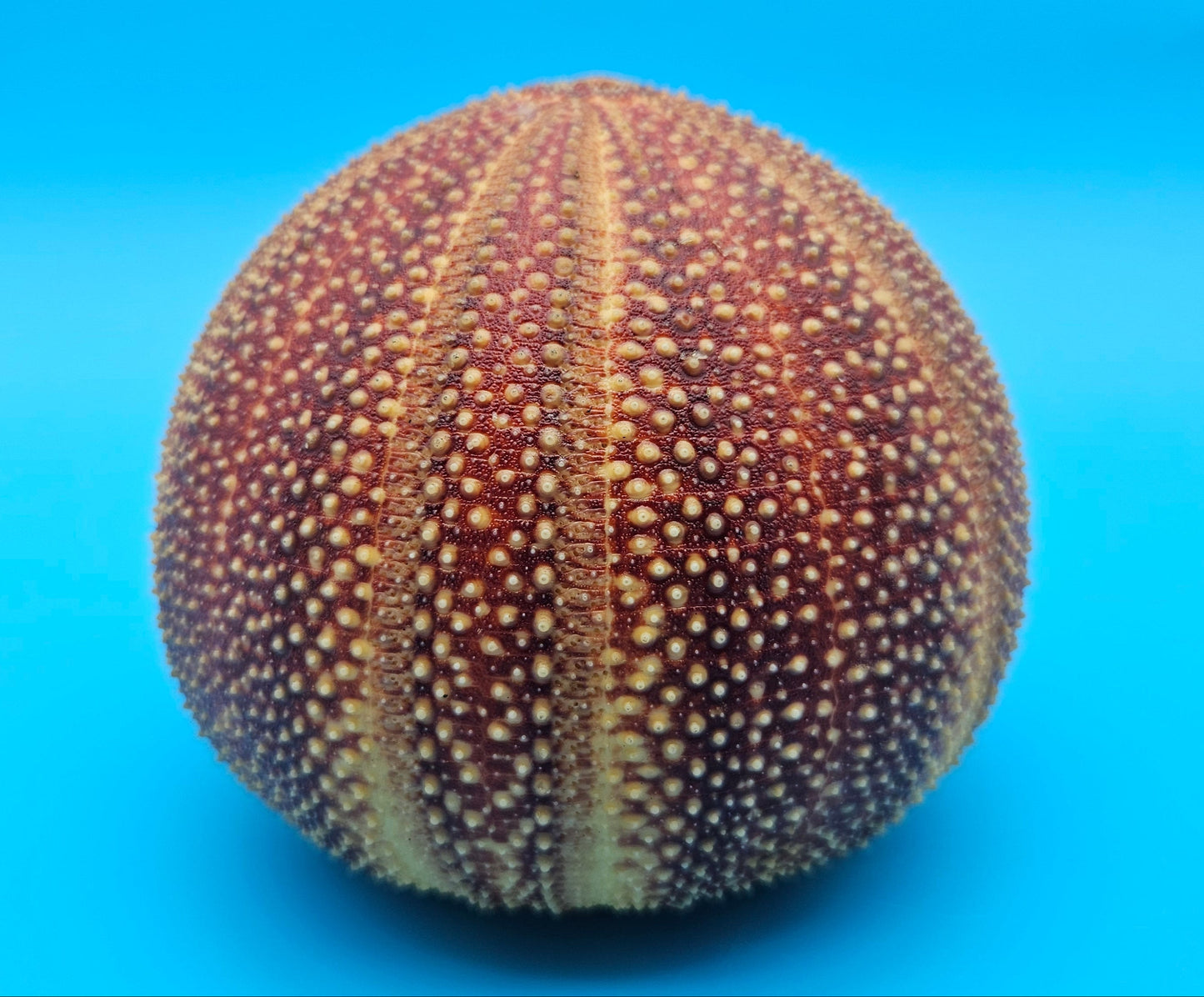 English Urchin Shell 4.8" Echinus esculentus Round Display with Bold Red Texture