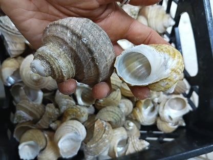 Natural Ribbed Turbo Shell